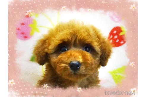 子犬