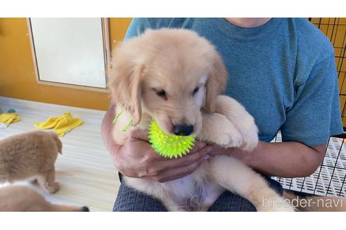 成約済の岐阜県のゴールデンレトリーバー-183188の2枚目