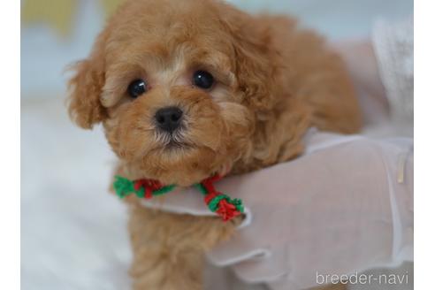 成約済の埼玉県のミックス犬-187389の6枚目