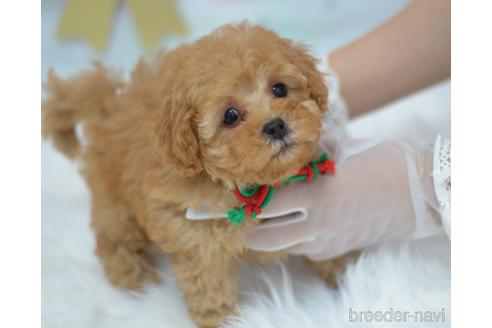 成約済の埼玉県のミックス犬-187389の5枚目