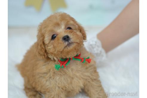 成約済の埼玉県のミックス犬-187389の4枚目
