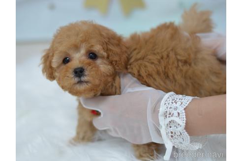 成約済の埼玉県のミックス犬-187389の3枚目