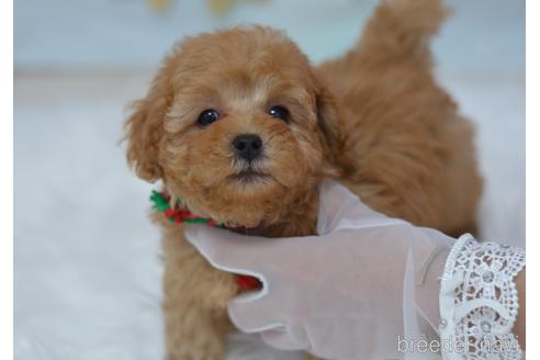 成約済の埼玉県のミックス犬-187389の2枚目