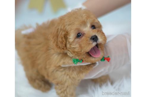 成約済の埼玉県のミックス犬-187389の1枚目