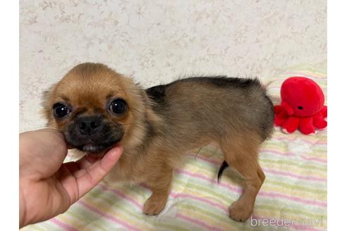 成約済の新潟県のチワワ(ロングコート)-177415の8枚目
