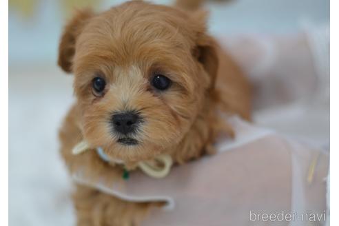 成約済の埼玉県のミックス犬-187391の11枚目