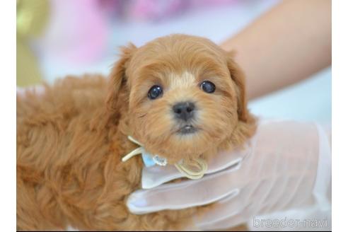 成約済の埼玉県のミックス犬-187391の8枚目