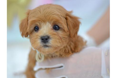 成約済の埼玉県のミックス犬-187391の7枚目