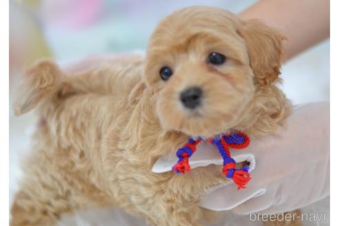 成約済の埼玉県のミックス犬-187388の12枚目