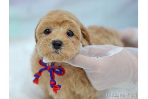 成約済の埼玉県のミックス犬-187388の11枚目