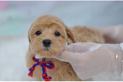 成約済の埼玉県のミックス犬-187388の10枚目