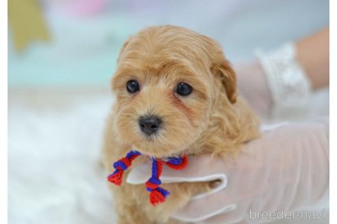 成約済の埼玉県のミックス犬-187388の9枚目