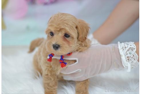 成約済の埼玉県のミックス犬-187388の8枚目