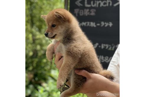 成約済の高知県の豆柴-188276の4枚目