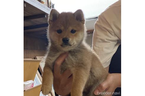 成約済の高知県の豆柴-188276の3枚目