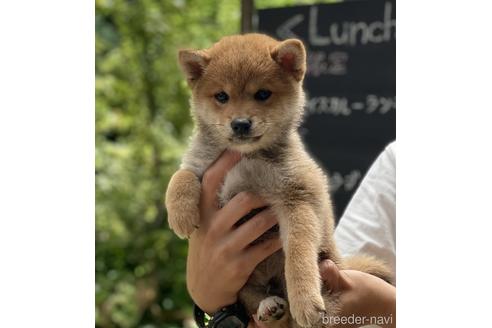 成約済の高知県の豆柴-188276の2枚目