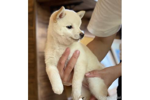 成約済の高知県の豆柴-188278の4枚目