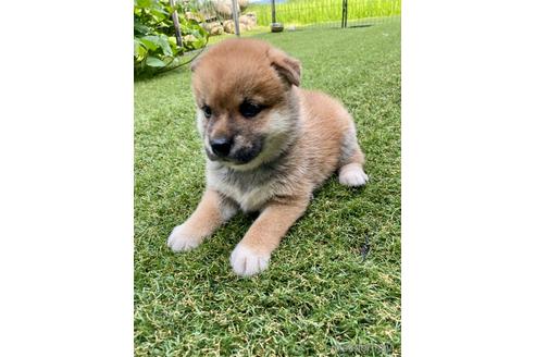 成約済の福井県の柴犬-189893の4枚目
