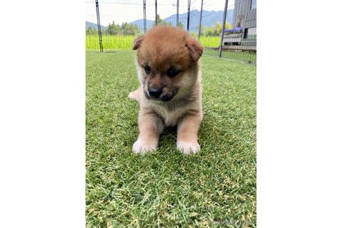 成約済の福井県の柴犬-189893の5枚目