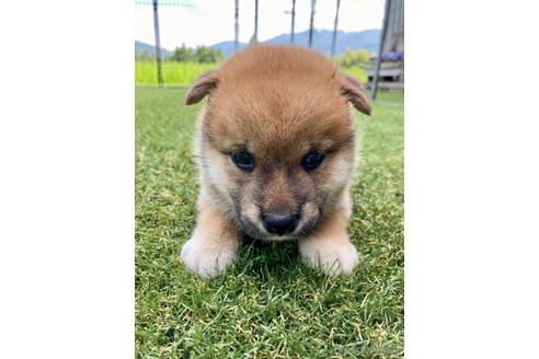 成約済の福井県の柴犬-189893の2枚目