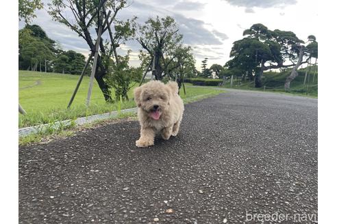 成約済の茨城県のマルプー:マルチーズ×トイプードル-190570の2枚目