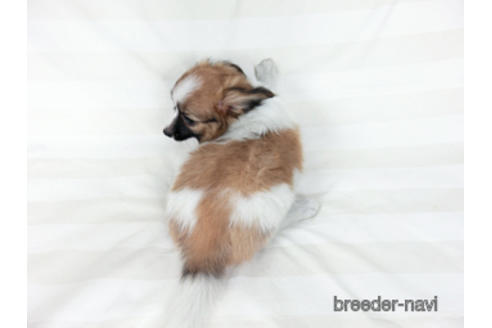 成約済の千葉県のパピヨン-185790の4枚目