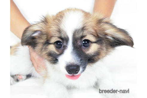 成約済の千葉県のパピヨン-185790の2枚目