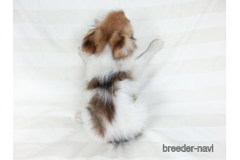 成約済の千葉県のパピヨン-180888の4枚目