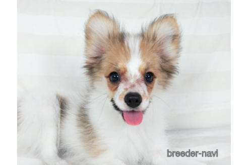 成約済の千葉県のパピヨン-180888の3枚目