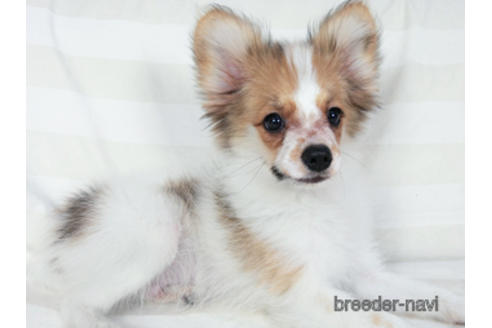 成約済の千葉県のパピヨン-180888の2枚目