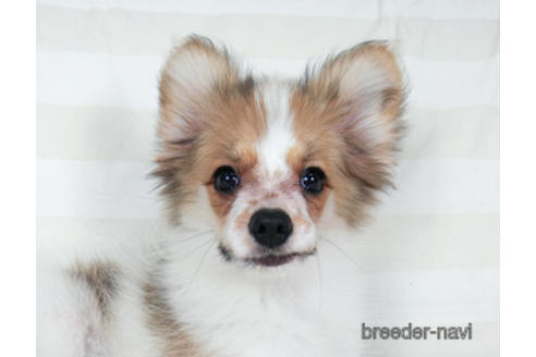 成約済の千葉県のパピヨン-180888