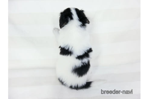 成約済の千葉県のパピヨン-190493の4枚目