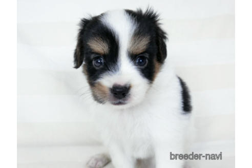 成約済の千葉県のパピヨン-190493の3枚目