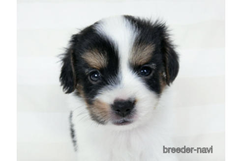 成約済の千葉県のパピヨン-190493の2枚目