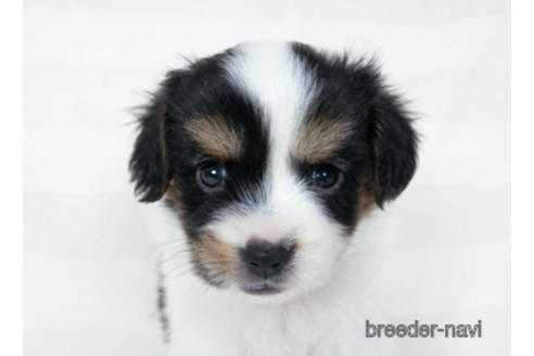 成約済の千葉県のパピヨン-190493