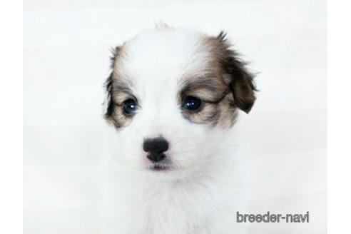 成約済の千葉県のパピヨン-190495の1枚目