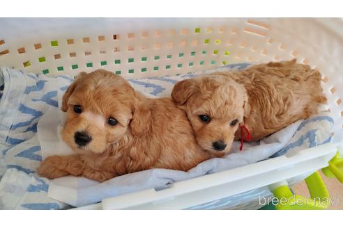 成約済の愛知県のタイニープードル-190079の17枚目