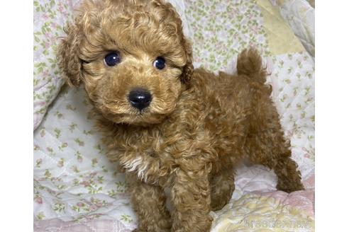 成約済の群馬県のトイプードル-191593の1枚目