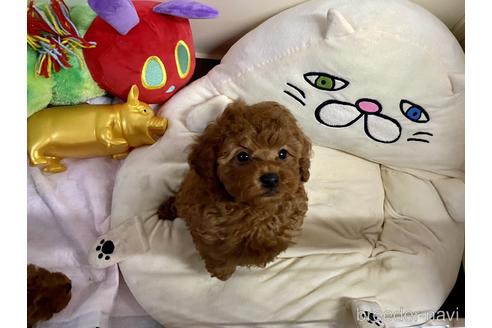 成約済の群馬県のトイプードル-191596の1枚目