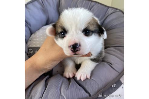 成約済の香川県のウェルシュコーギーペンブローク-191605の18枚目