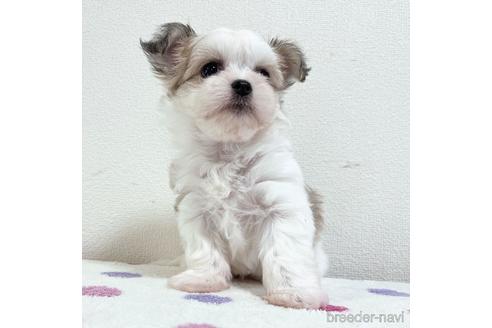 成約済の福岡県のチワマル:チワワ×マルチーズ-185000の27枚目