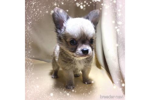 成約済の茨城県のチワワ(ロングコート)-189553の6枚目