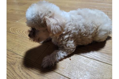 成約済の千葉県のチャイニーズクレステッドドッグ-184027の4枚目