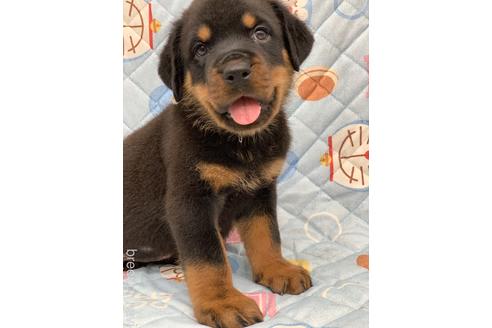 埼玉県のロットワイラー 男の子 22 05 14生まれ ブラックタン 子犬id 1847 ブリーダーナビ