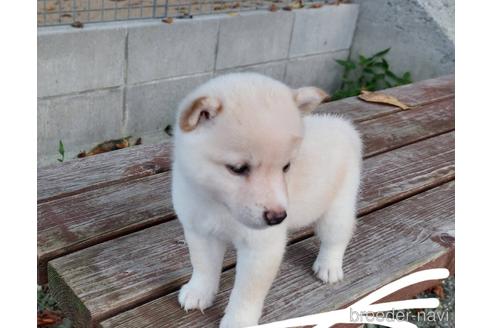 成約済の熊本県の柴犬-191713の4枚目