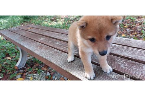 成約済の熊本県の柴犬-191262の2枚目