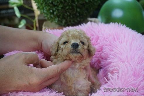 成約済の京都府のタイニープードル-191723の2枚目