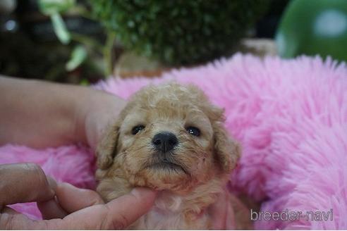 成約済の京都府のタイニープードル-191723の1枚目