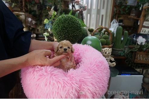 成約済の京都府のタイニープードル-191723の3枚目