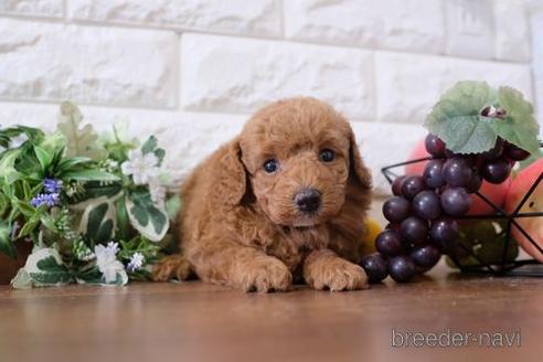 成約済の滋賀県のトイプードル-191754の1枚目